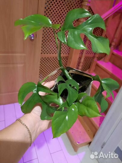 Монстера рафидофора
