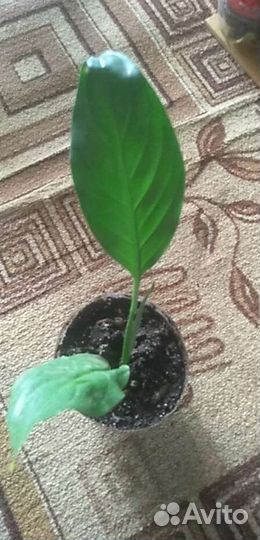 Спатифиллум