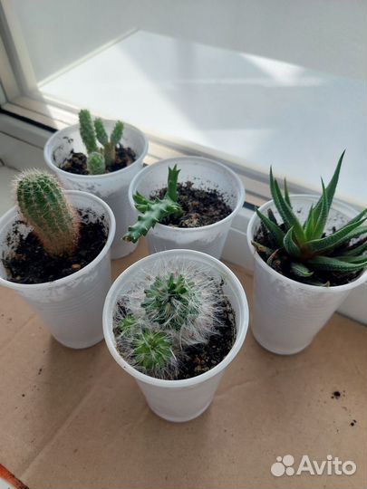 Кактусы и суккуленты