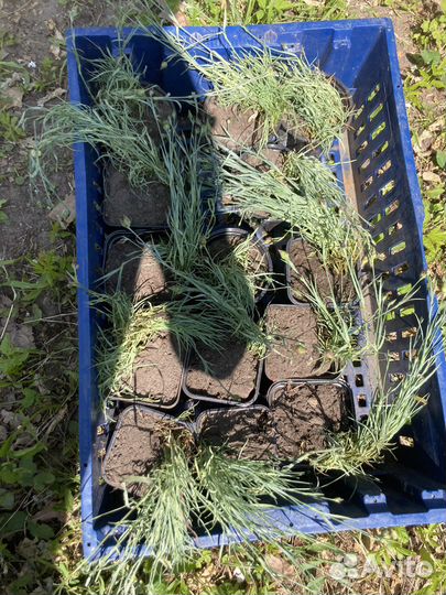 Гвоздика многолетняя