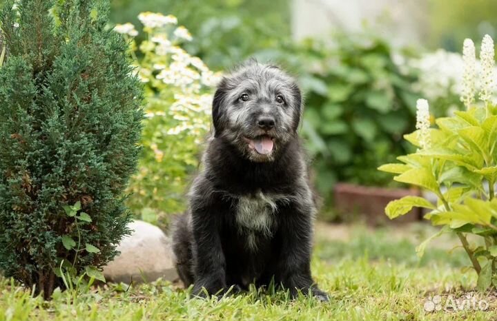 Красивые Щенки в добрые руки