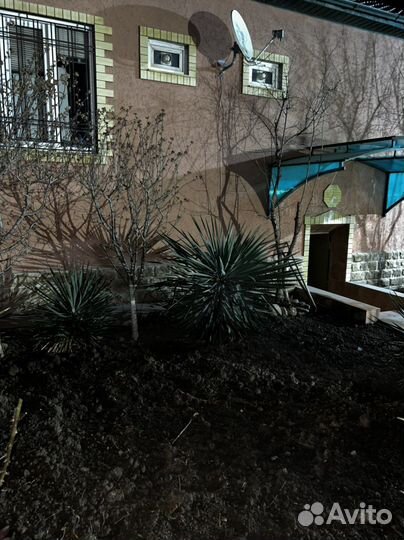 Пальма юкка