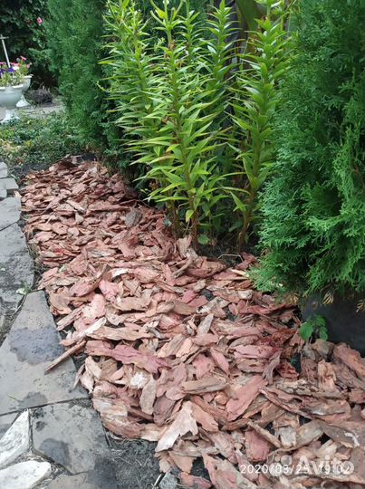 Кора лиственницы