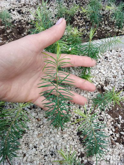 Сеянцы Псевдотсуга голубая