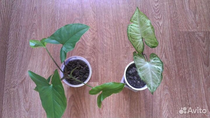 Сингониумы (3 вида) и другие растения, цветы