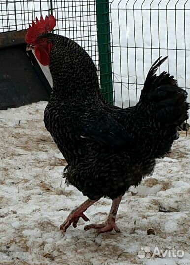 Петух породы Венгерский доминант