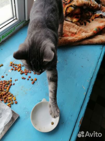 Кошка в дар бесплатно