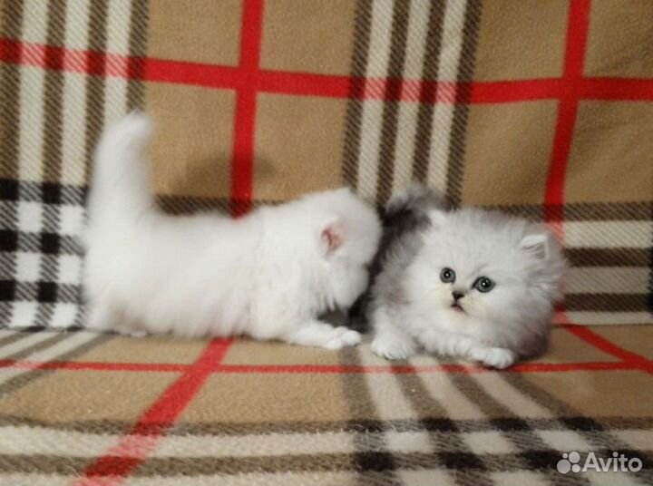 Британские котята