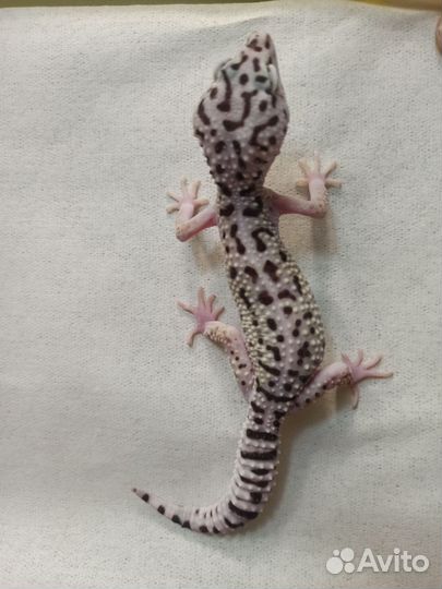 Иранский эублефар