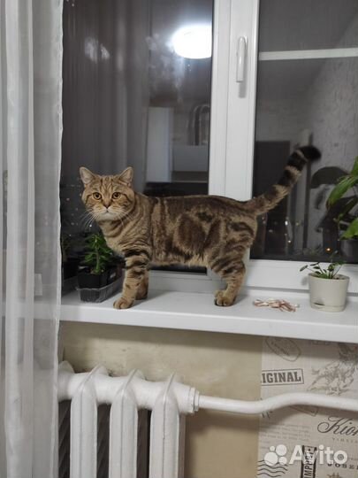 Кот для кошки