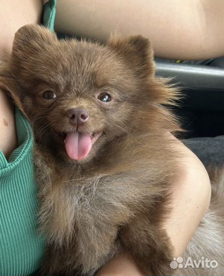 Немецкий шпиц мини вязка