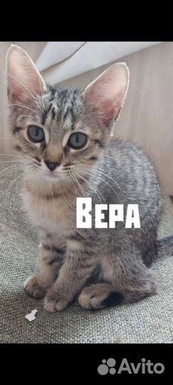 Кошки и котятки в ответственные руки