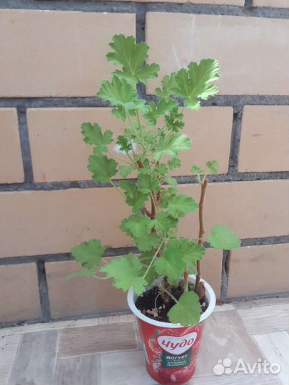 Пеларгония зональная и душистая