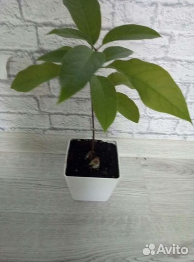 Авокадо растение