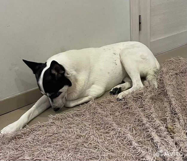 Собака инвалид в добрые руки бесплатно