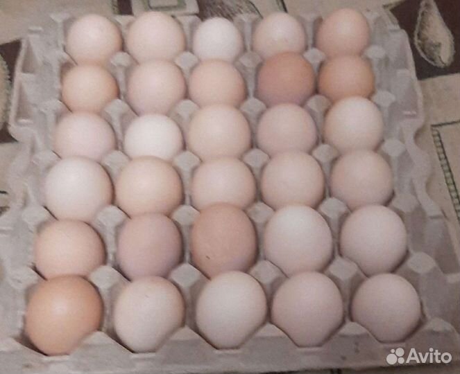 Домашние куриные яйца