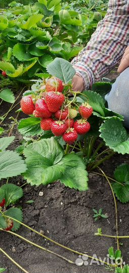 Саженцы малины смородины жимолости клубники
