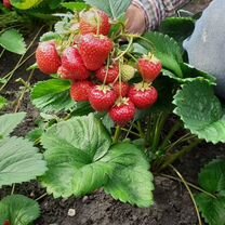 Саженцы малины смородины жимолости клубники