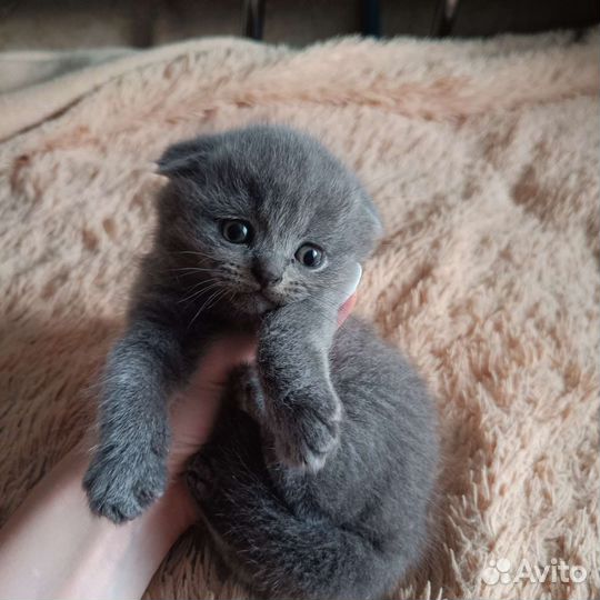 Шотландские котята