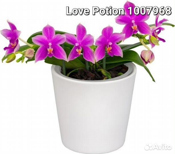 Орхидея фаленопсис ароматные не цветут