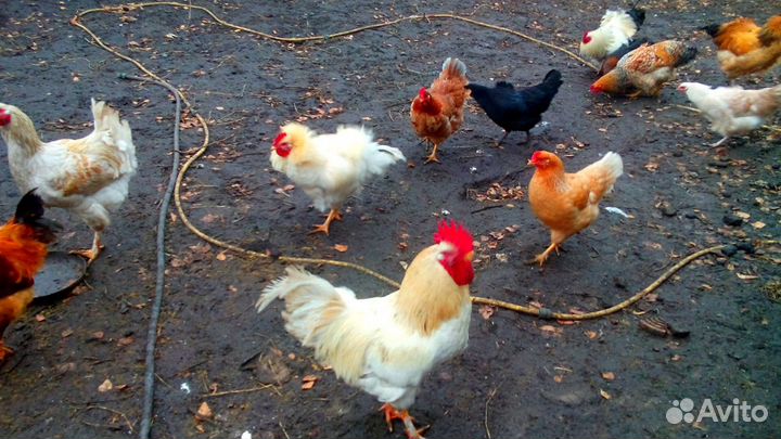 Домашняя птица