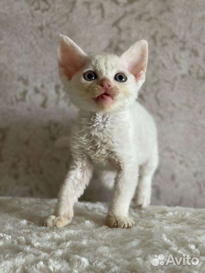 Девон-рекс котята коты кошки