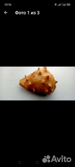 Ракушка морская большая