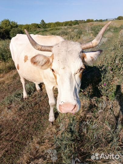 Корова дойная