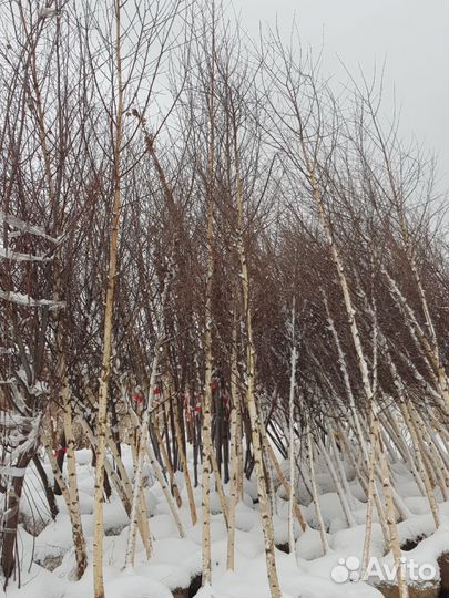 Береза Бородавчатая и повислая