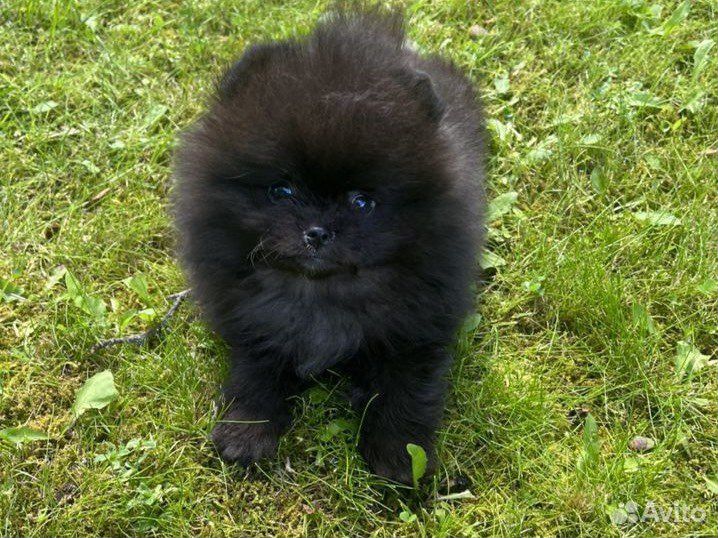Померанский шпиц черный
