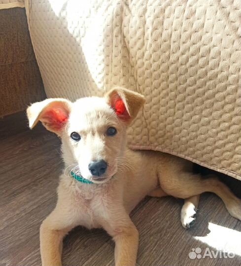 Отдам в добрые руки