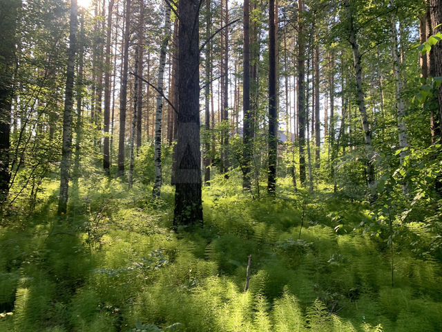 Участок 15 сот. (ИЖС)