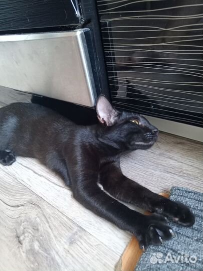 Сиамская кошка