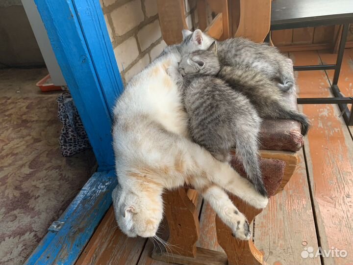 Котята от британской вислоухой кошки бесплатно