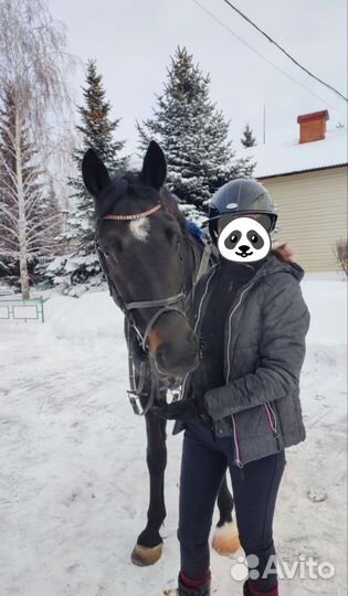 Лошадь в аренду и лошадь на продажу