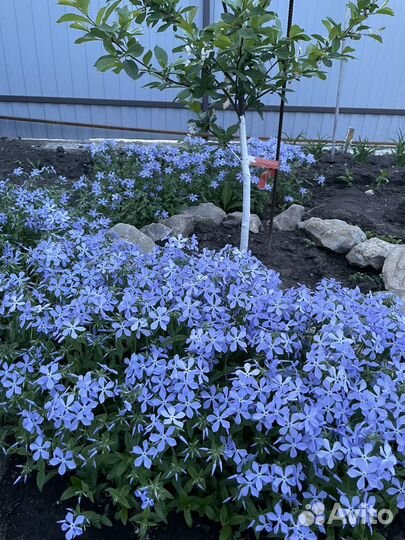 Рассада огурцы, томат, баклажан, перец, 3 сорта кл