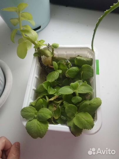 Кактус и мята (отростки)