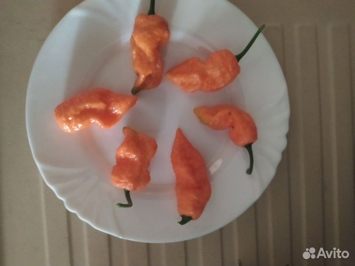 Семена самых острых перцев (суперхотов )