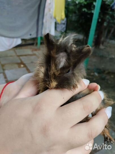 Морская свинка розетка мальчик