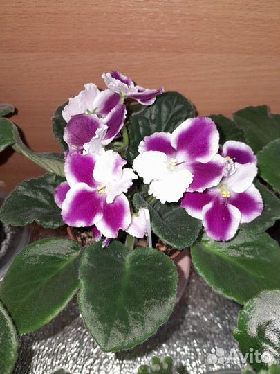 Фиалки сортовые