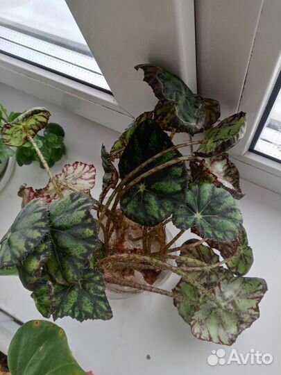 Комнатные цветы