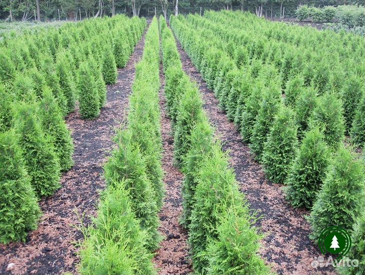 Туя Брабант артикул L-1035