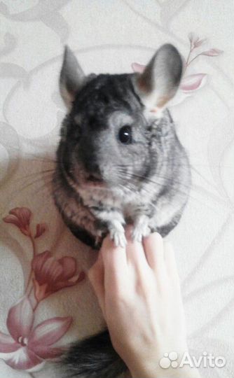 Шиншилла