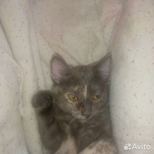 Отдам бесплатно животные