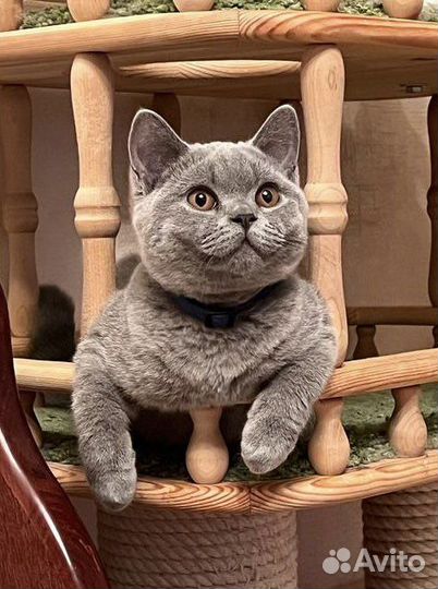 Британские котята - Девочки- в лучшие руки