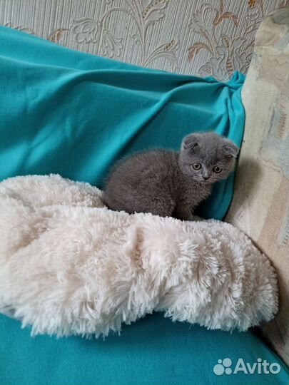 Шотландские котята