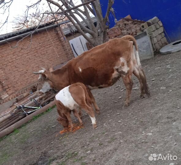 Корова с теленком