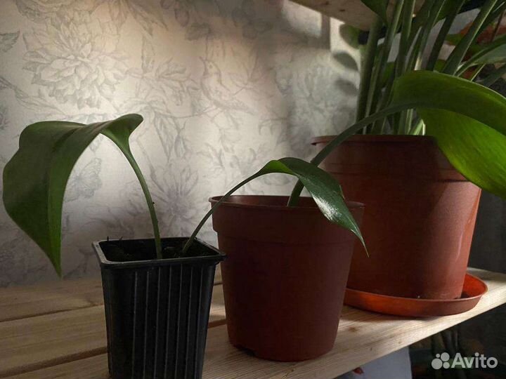 Эухарис,хойя линеарис, инжир