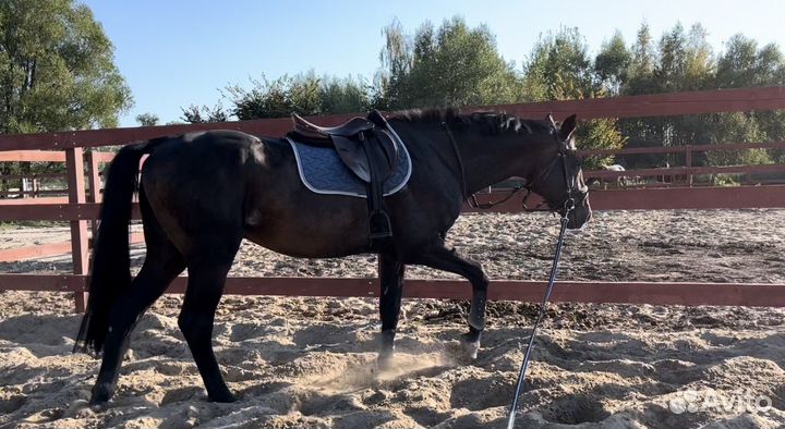 Жеребец - производитель