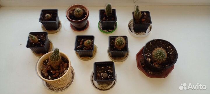 Кактусы и Щучий хвост